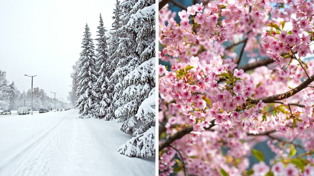 Zakaj se nekaterim zdi pomlad težja kot zima